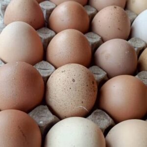 Egg