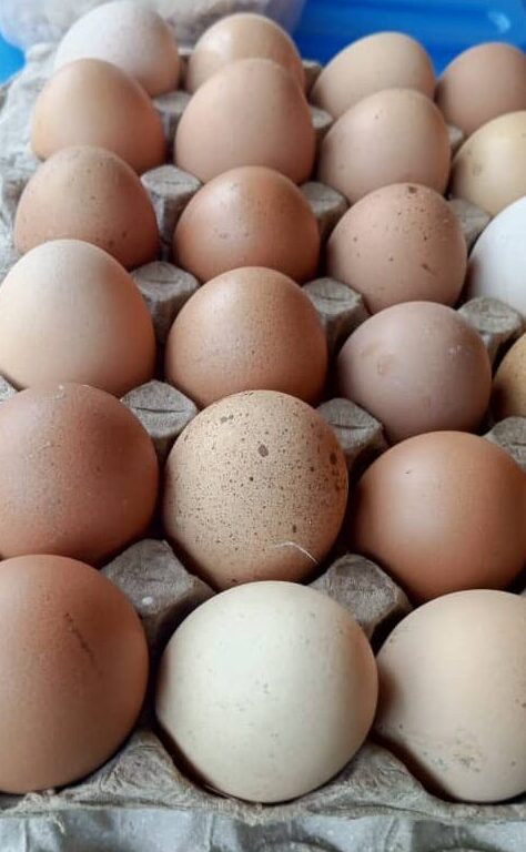 Egg